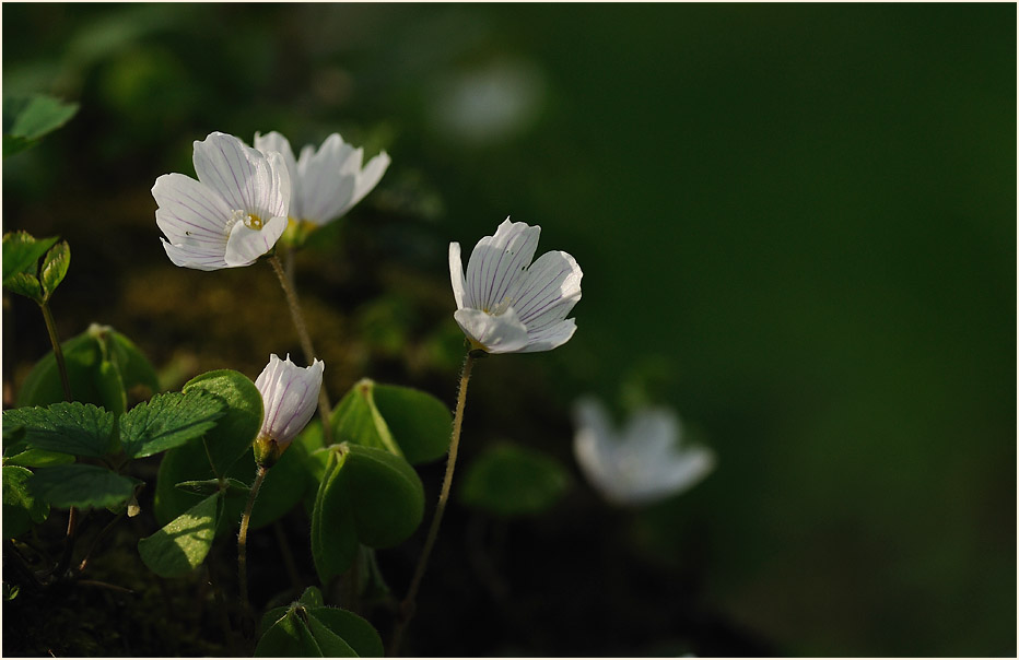 Wald-Sauerklee (Oxalis acetosella)