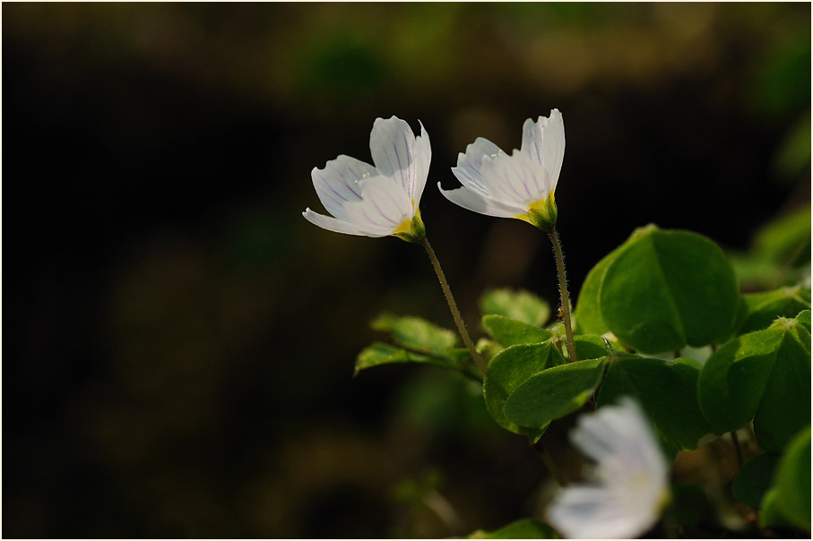 Wald-Sauerklee (Oxalis acetosella)