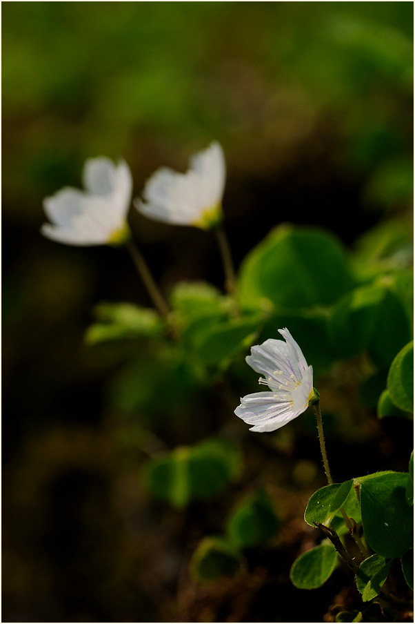 Wald-Sauerklee (Oxalis acetosella)