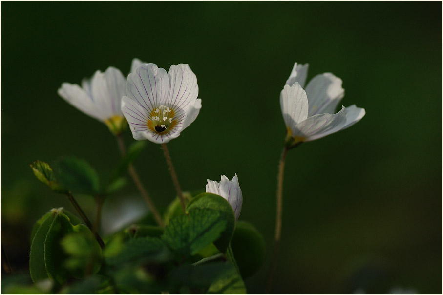 Wald-Sauerklee (Oxalis acetosella)