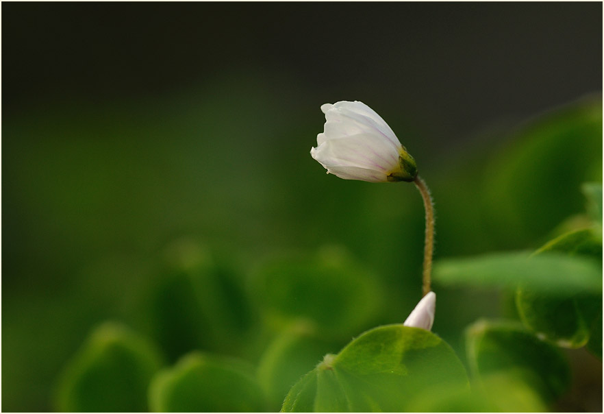 Wald-Sauerklee (Oxalis acetosella)