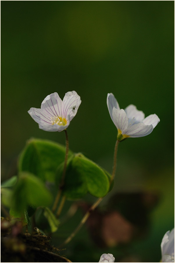 Wald-Sauerklee (Oxalis acetosella)