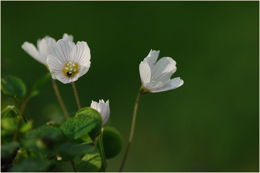 Wald-Sauerklee (Oxalis acetosella)