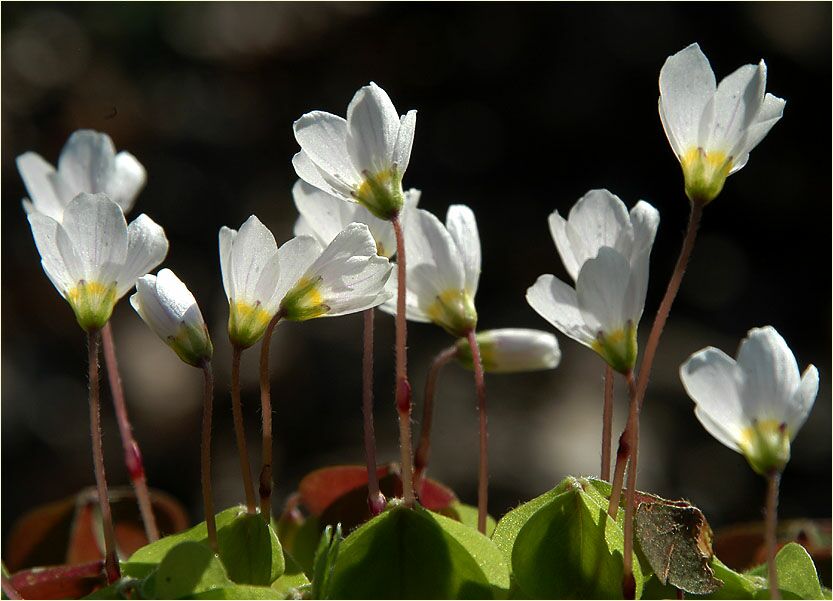 Wald-Sauerklee (Oxalis acetosella)