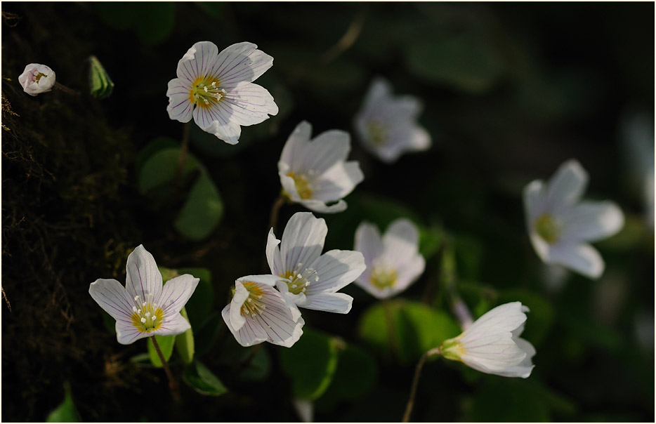 Wald-Sauerklee (Oxalis acetosella)