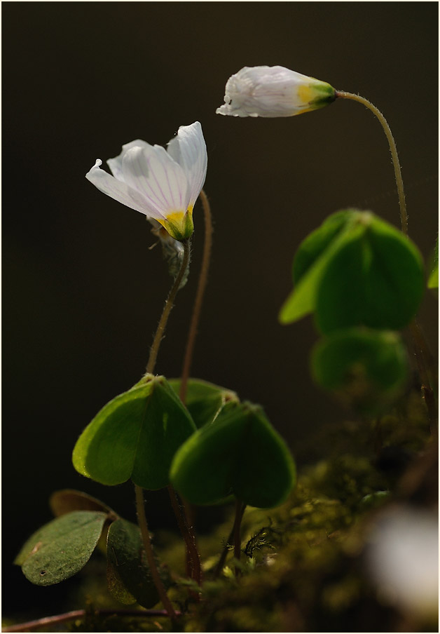 Wald-Sauerklee (Oxalis acetosella)