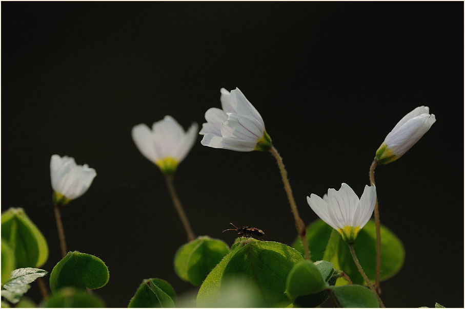 Wald-Sauerklee (Oxalis acetosella)