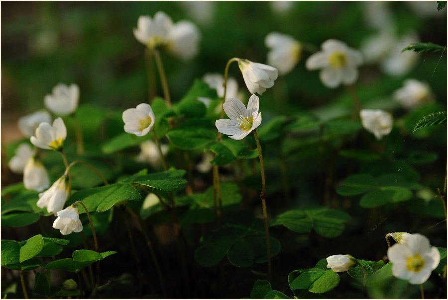 Wald-Sauerklee (Oxalis acetosella)