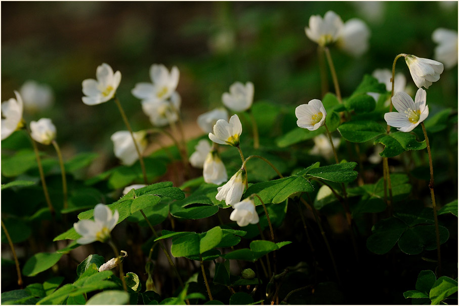 Wald-Sauerklee (Oxalis acetosella)