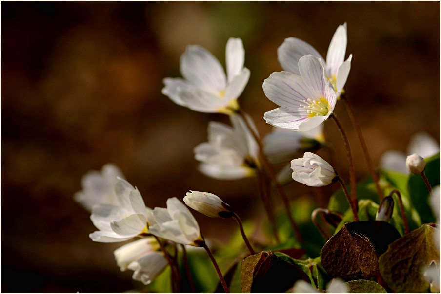 Wald-Sauerklee (Oxalis acetosella)