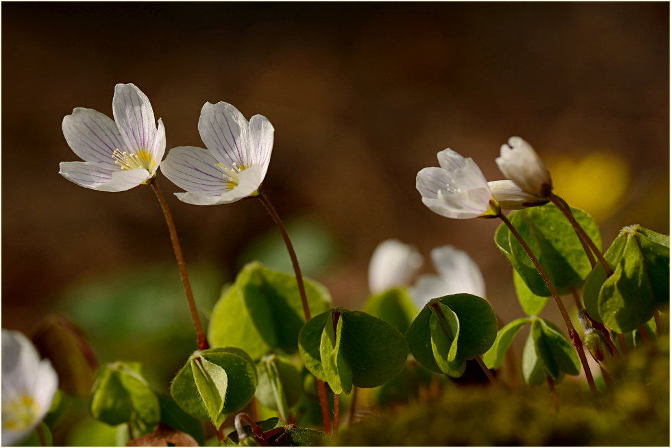 Wald-Sauerklee (Oxalis acetosella)