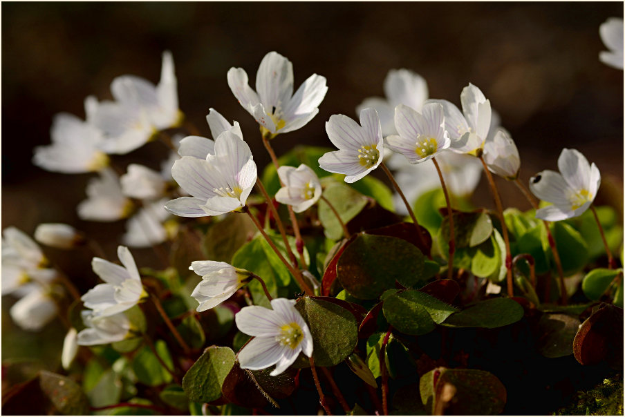 Wald-Sauerklee (Oxalis acetosella)