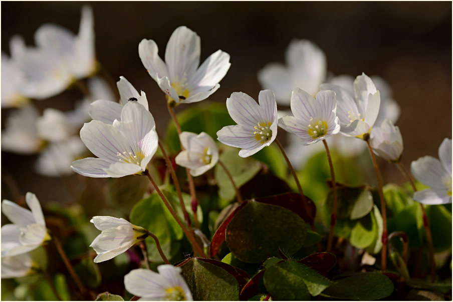 Wald-Sauerklee (Oxalis acetosella)