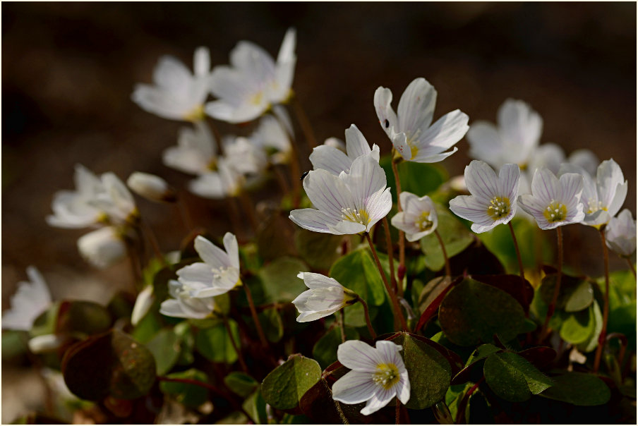 Wald-Sauerklee (Oxalis acetosella)