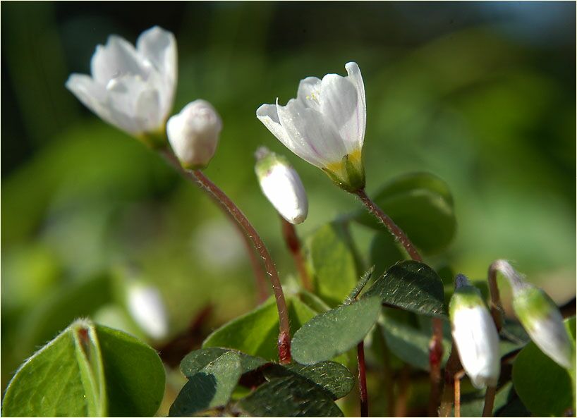 Wald-Sauerklee (Oxalis acetosella)