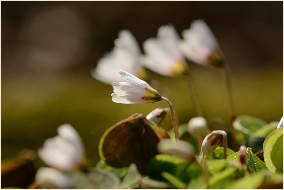 Wald-Sauerklee (Oxalis acetosella)