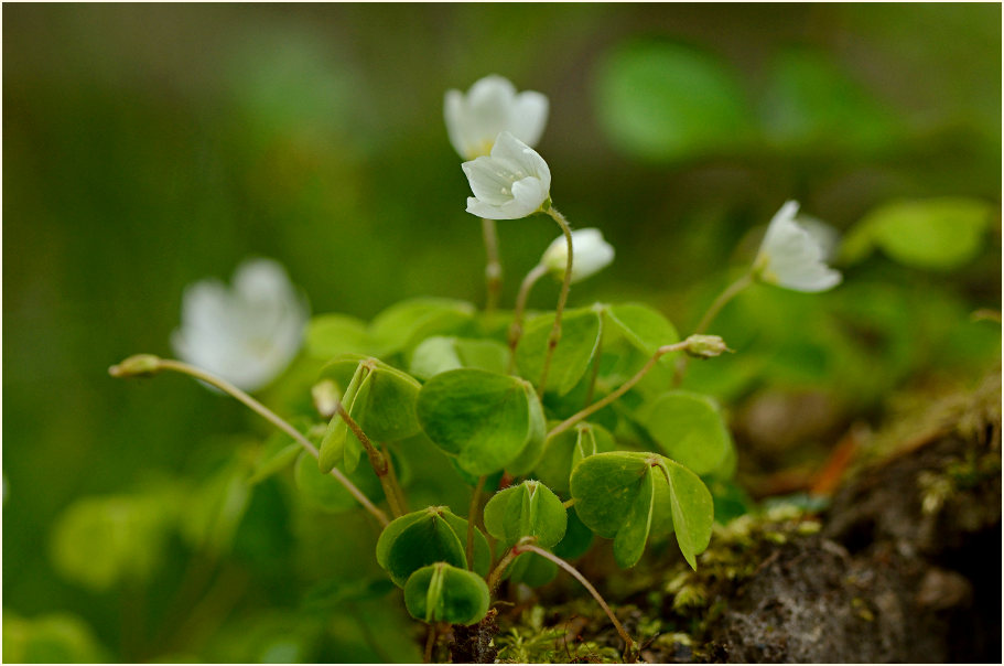 Wald-Sauerklee (Oxalis acetosella)