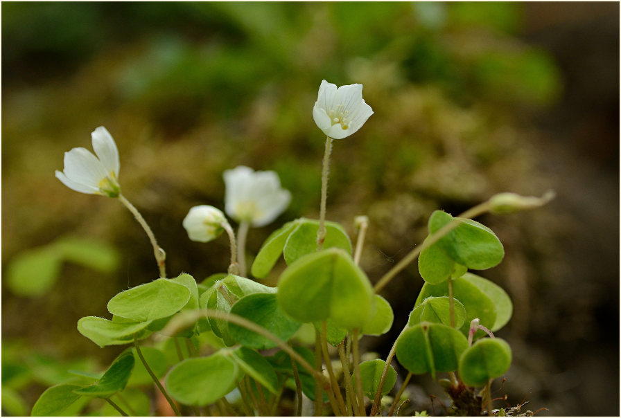 Wald-Sauerklee (Oxalis acetosella)