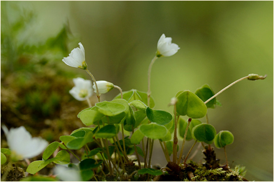 Wald-Sauerklee (Oxalis acetosella)