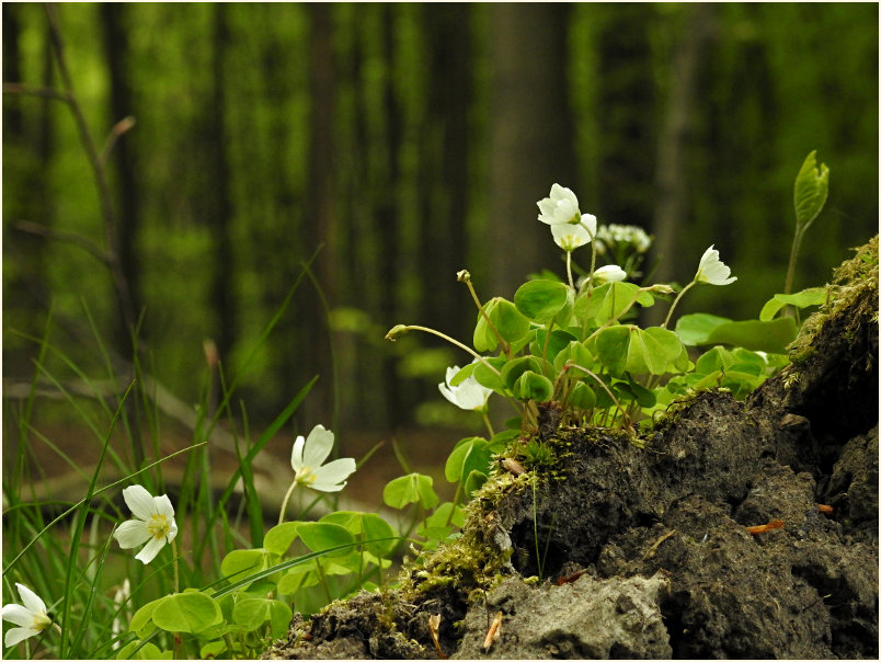 Wald-Sauerklee (Oxalis acetosella)