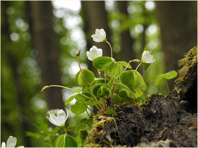 Wald-Sauerklee (Oxalis acetosella)