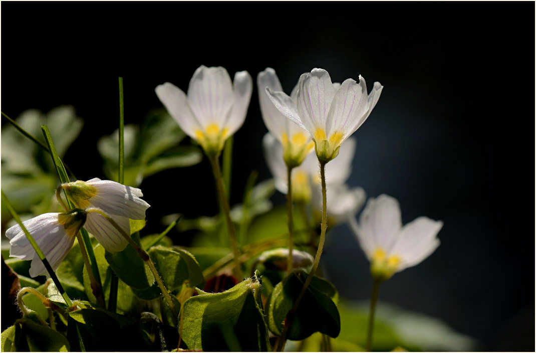 Wald-Sauerklee (Oxalis acetosella)