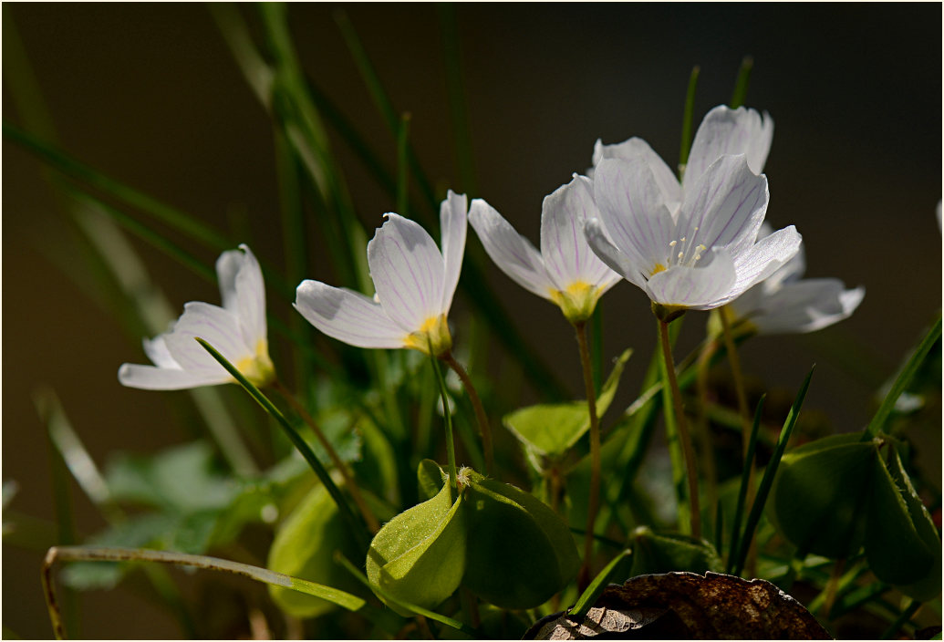 Wald-Sauerklee (Oxalis acetosella)