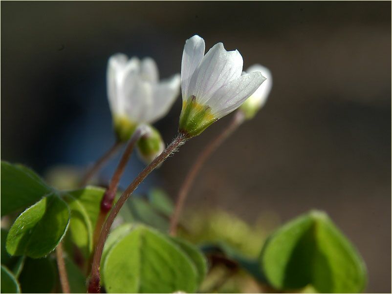 Wald-Sauerklee (Oxalis acetosella)