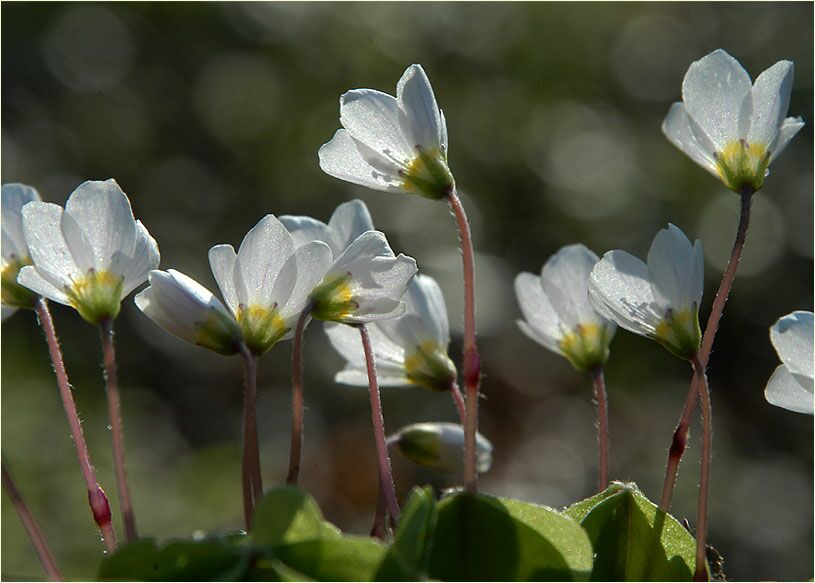 Wald-Sauerklee (Oxalis acetosella)