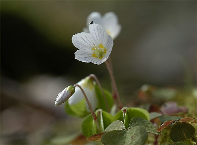 Wald-Sauerklee (Oxalis acetosella)