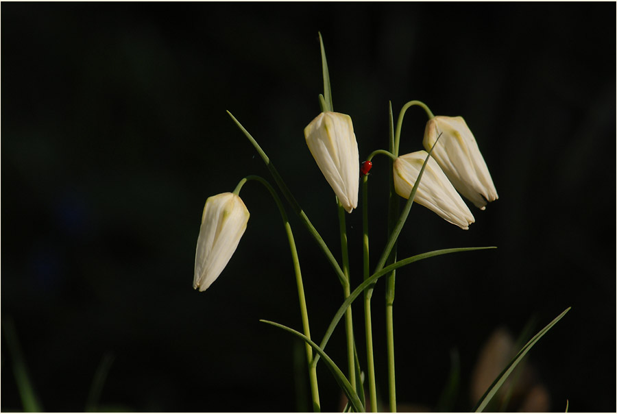 Schachbrettblume (Fritillaria meleagris)