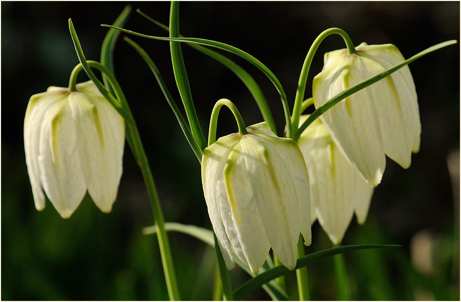 Schachbrettblume (Fritillaria meleagris)