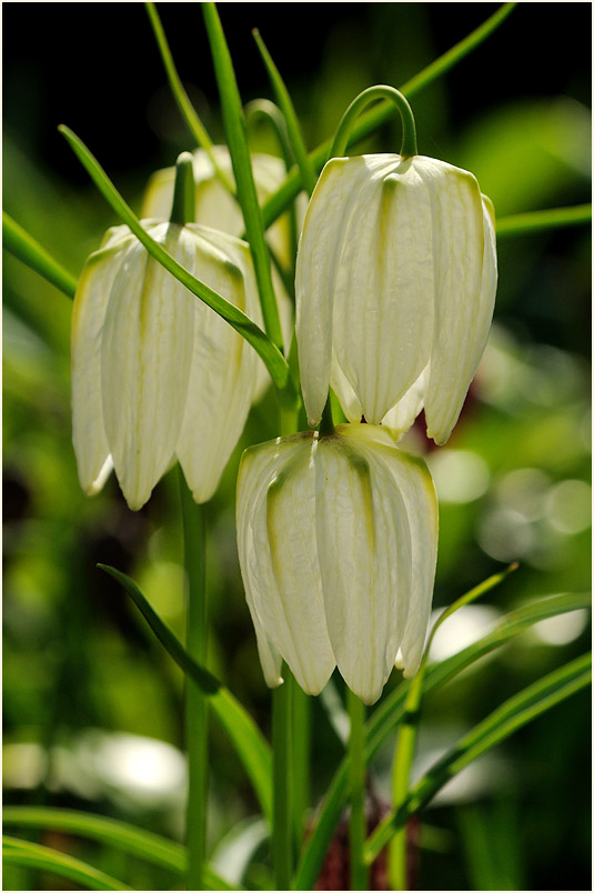 Schachbrettblume (Fritillaria meleagris)