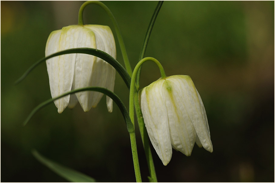 Schachbrettblume (Fritillaria meleagris)