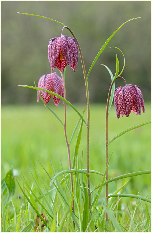 Schachbrettblume (Fritillaria meleagris)