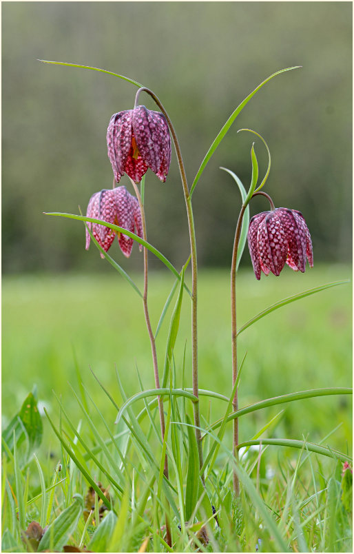 Schachbrettblume (Fritillaria meleagris)