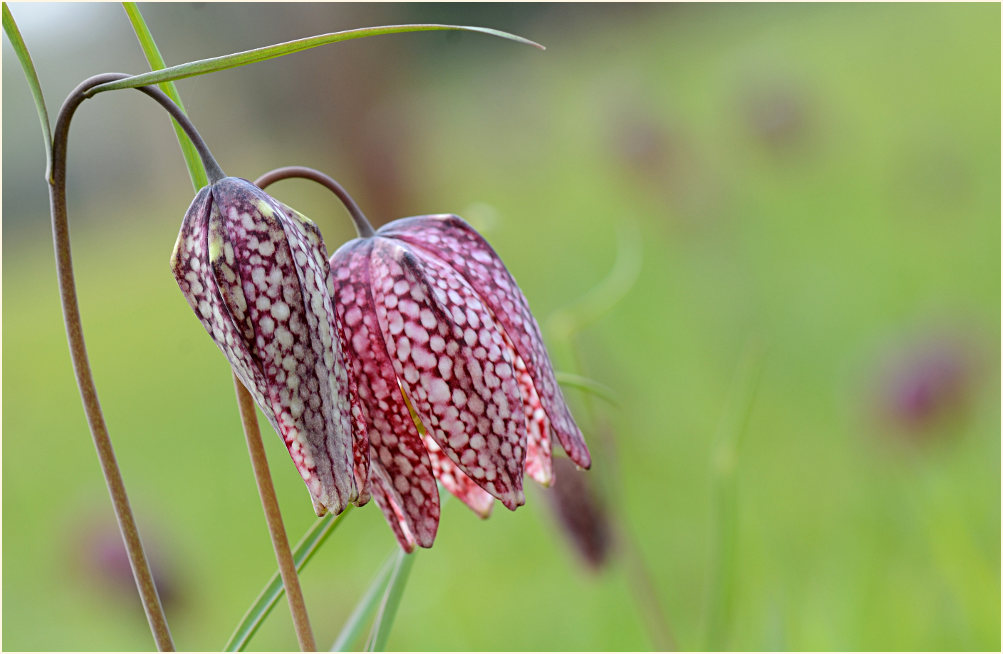 Schachbrettblume (Fritillaria meleagris)