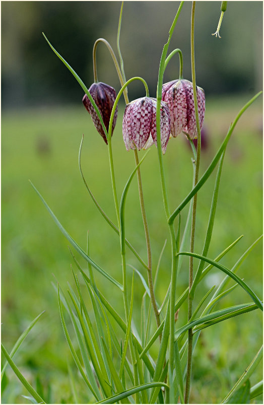 Schachbrettblume (Fritillaria meleagris)