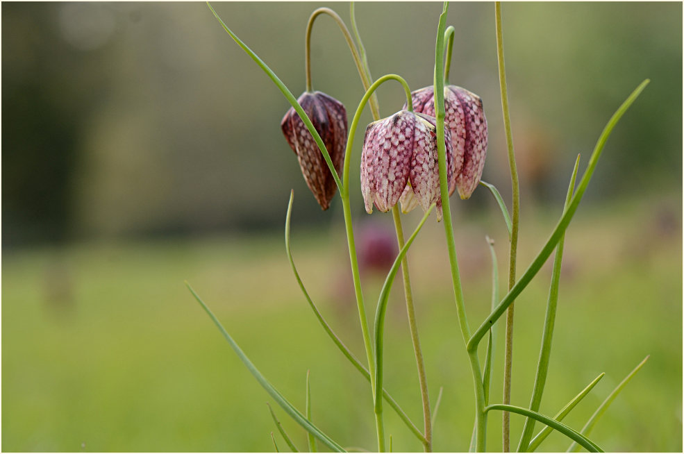 Schachbrettblume (Fritillaria meleagris)