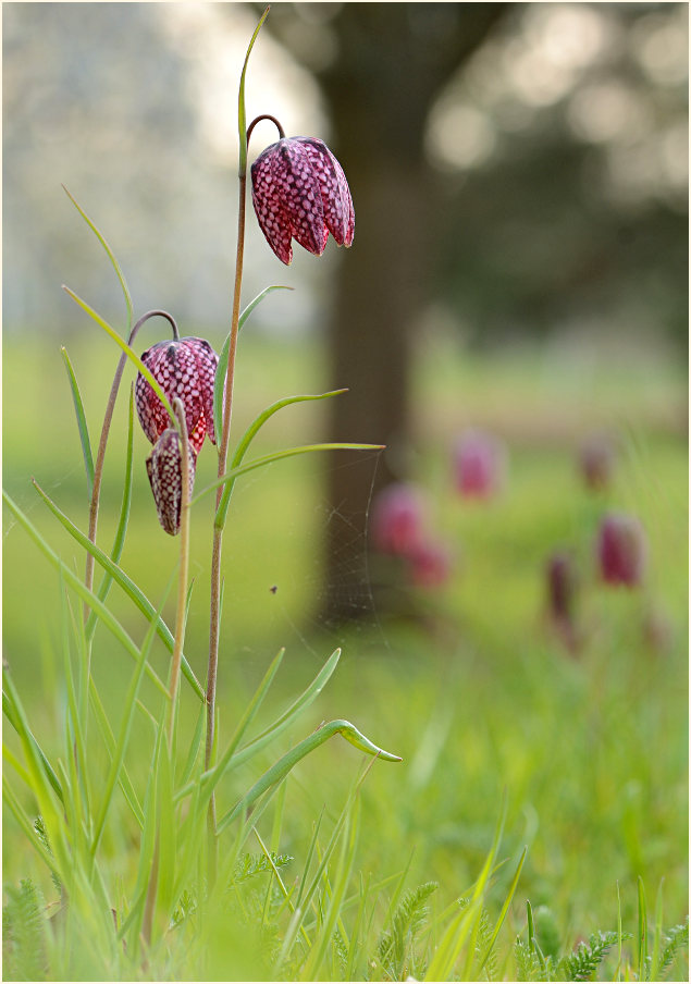 Schachbrettblume (Fritillaria meleagris)