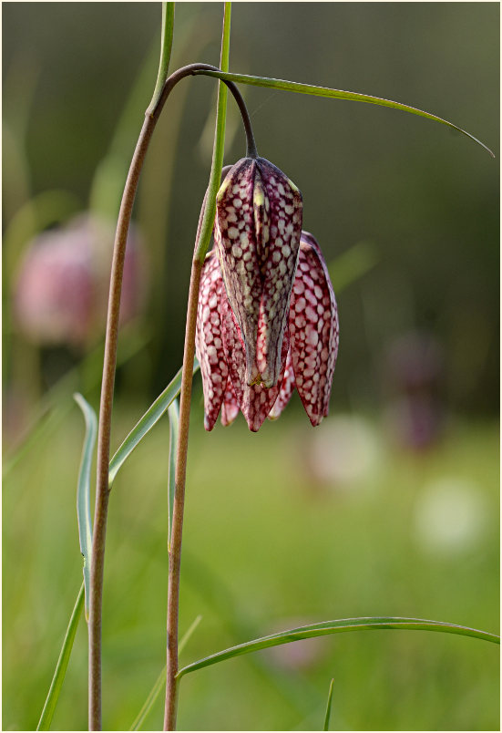 Schachbrettblume (Fritillaria meleagris)