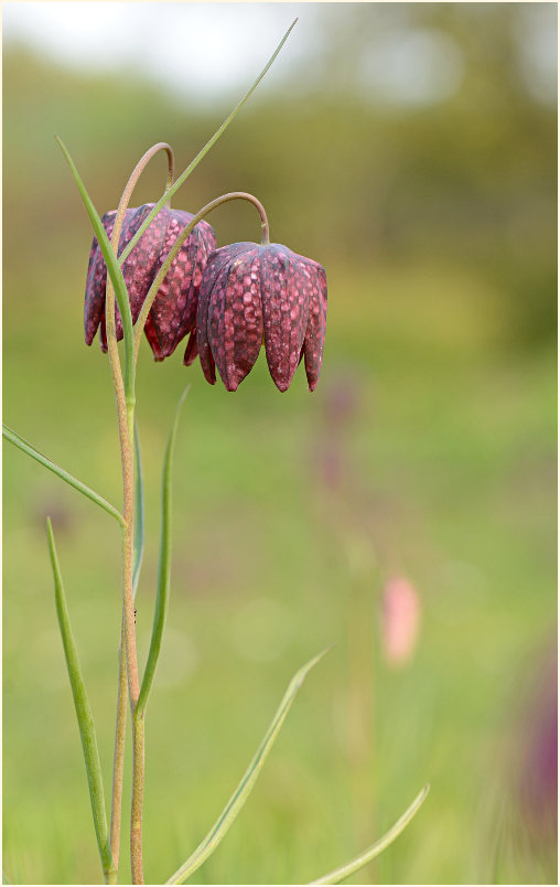 Schachbrettblume (Fritillaria meleagris)