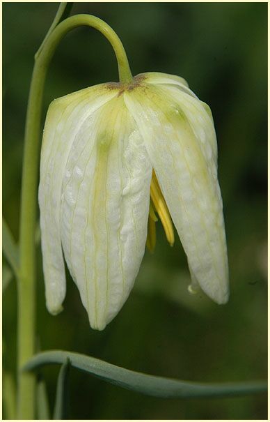 Schachbrettblume (Fritillaria meleagris)