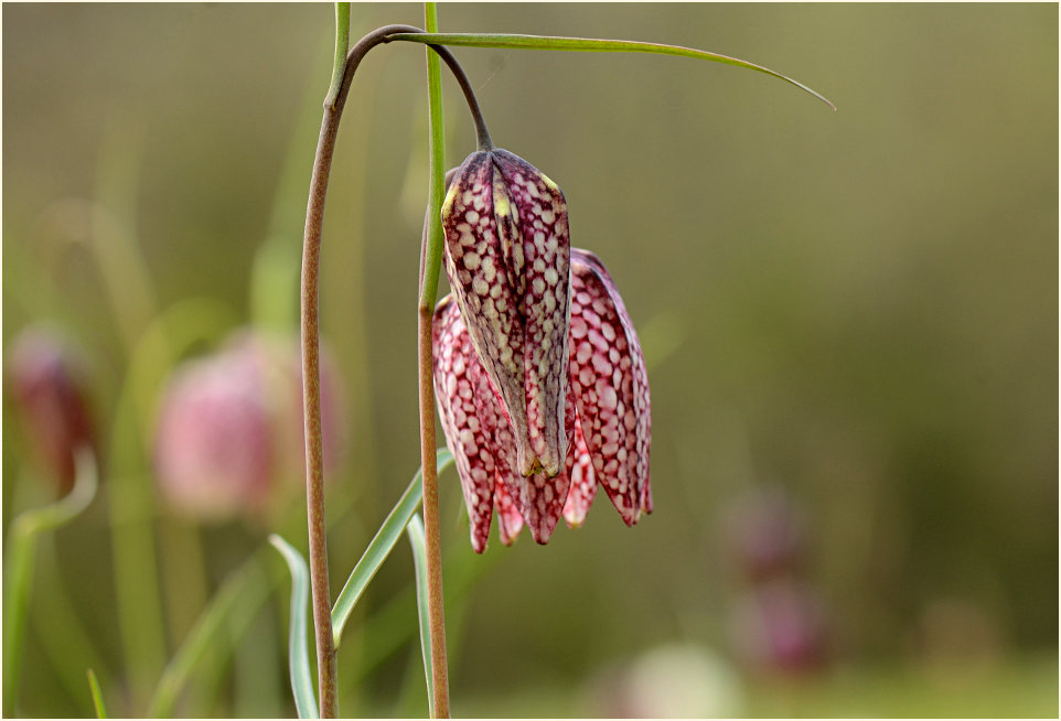 Schachbrettblume (Fritillaria meleagris)