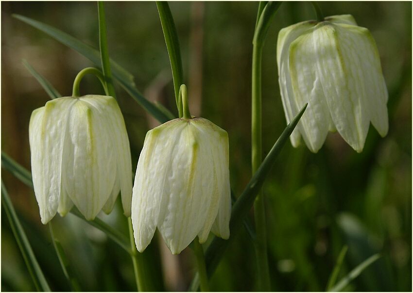 Schachbrettblume (Fritillaria meleagris)