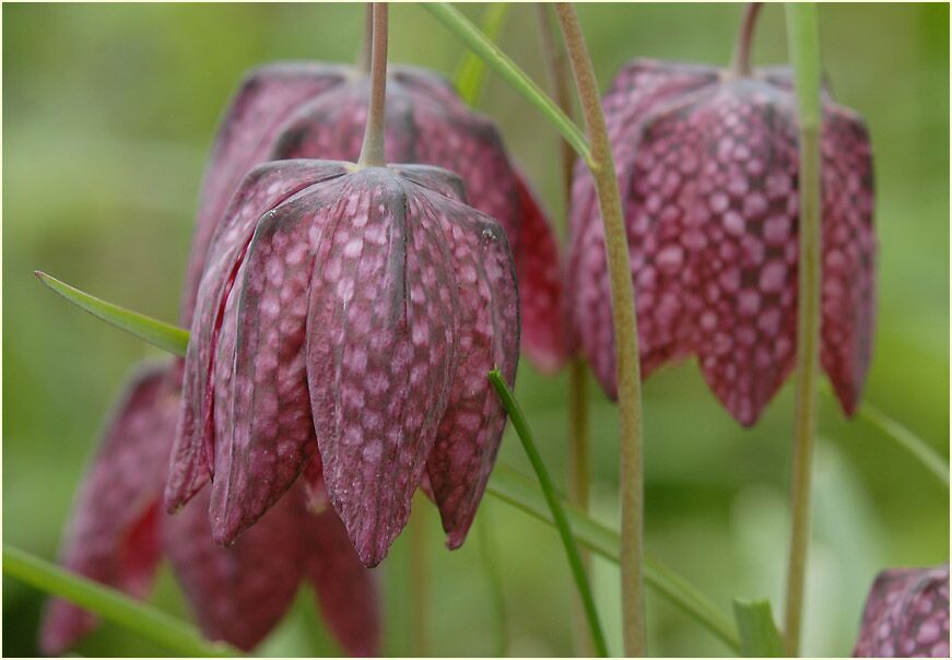 Schachbrettblume (Fritillaria meleagris)