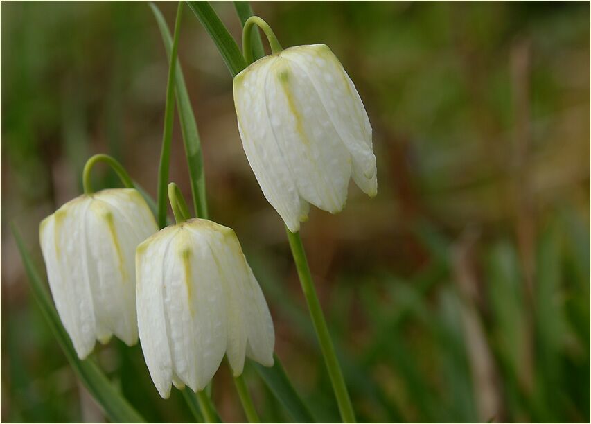 Schachbrettblume (Fritillaria meleagris)