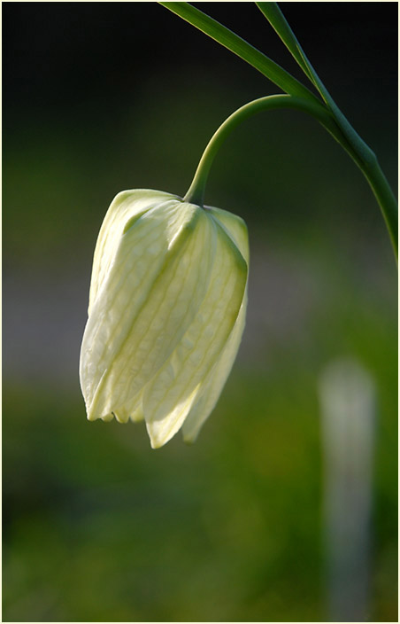 Schachbrettblume (Fritillaria meleagris)