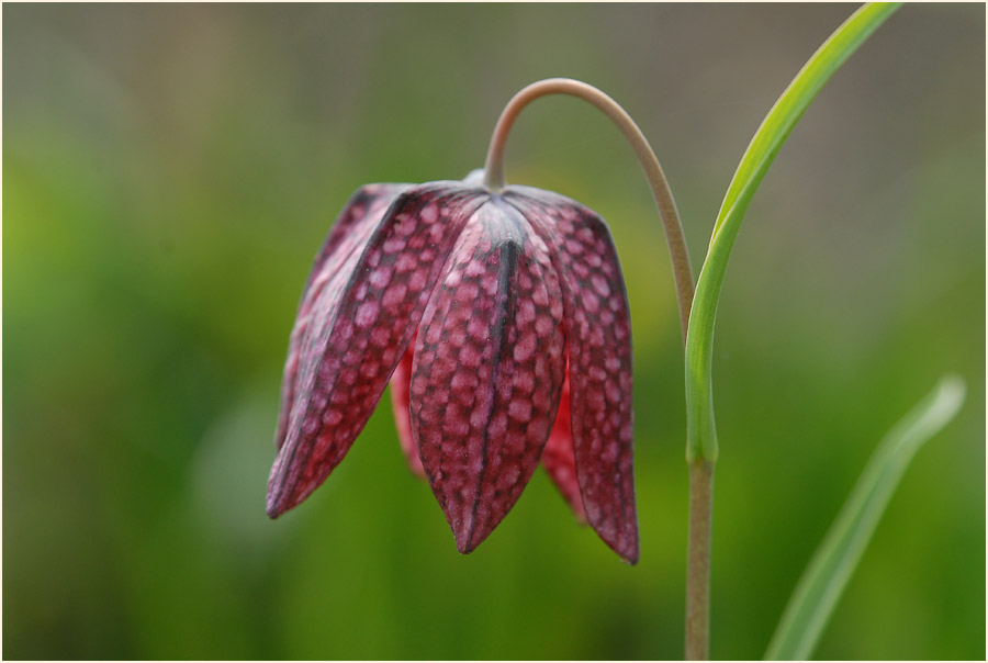 Schachbrettblume (Fritillaria meleagris)