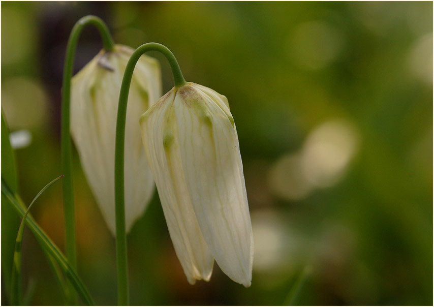 Schachbrettblume (Fritillaria meleagris)